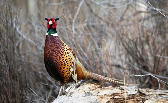 Фазан охотничий обыкновенный