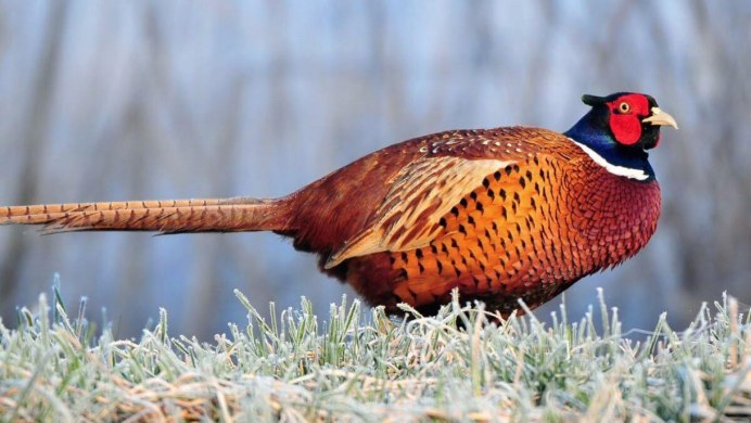 Линька фазанов