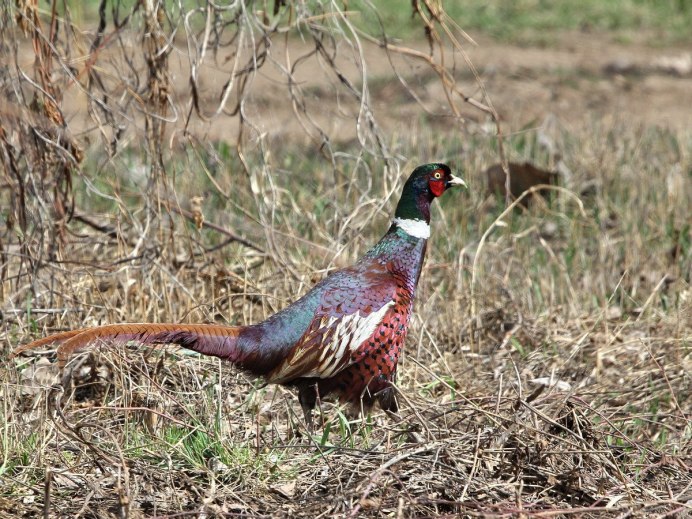 Африканский фазан