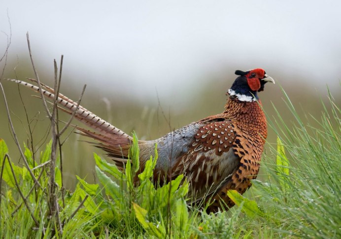 Клинохвостый фазан