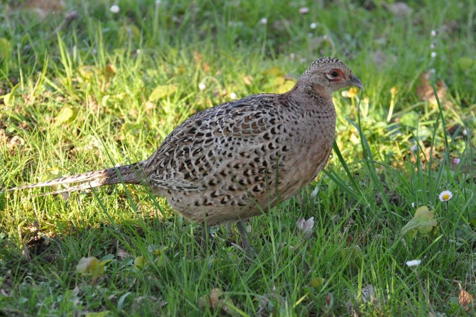 Тустовук куш