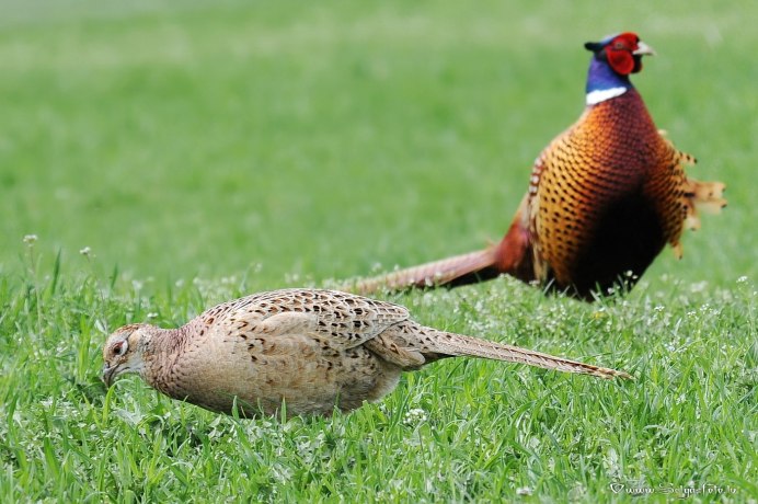 Медный фазан Япония