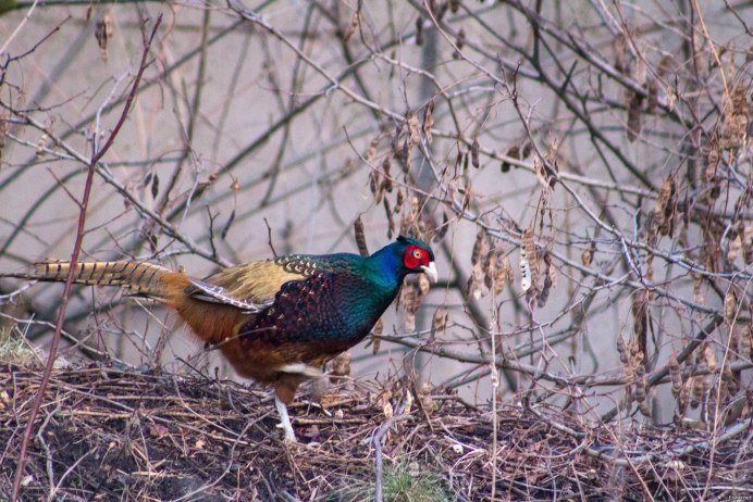 Маньчжурский фазан