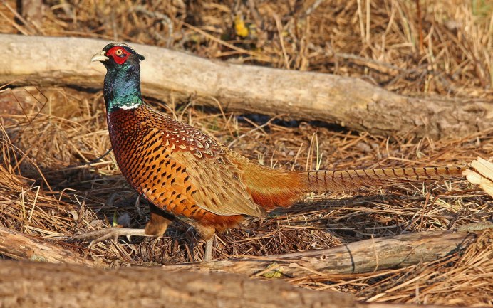 Фазан охотничий