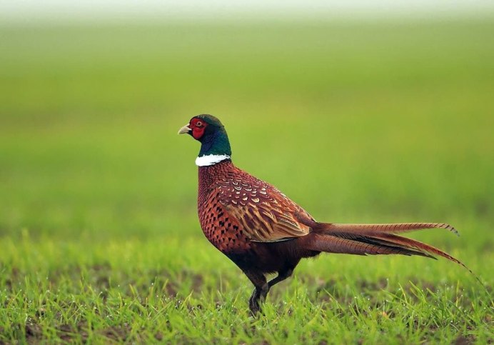 Кавказский фазан