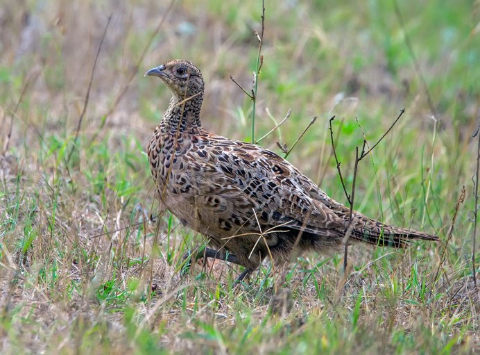 Фазан Phasianus colchicus (Linnaeus, 1758)