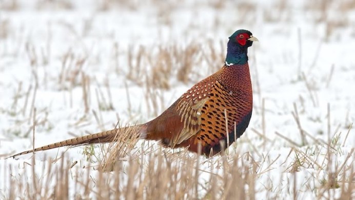 Фазан охотничий обыкновенный