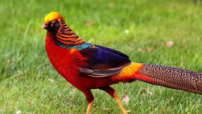 Предкавказский фазан (Phasianus colchicus septentrionalis)