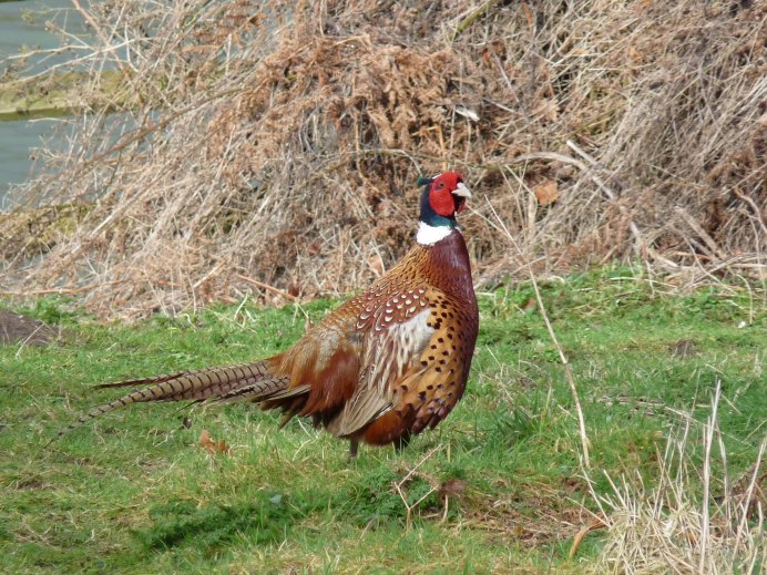 Фазан Рейнарта