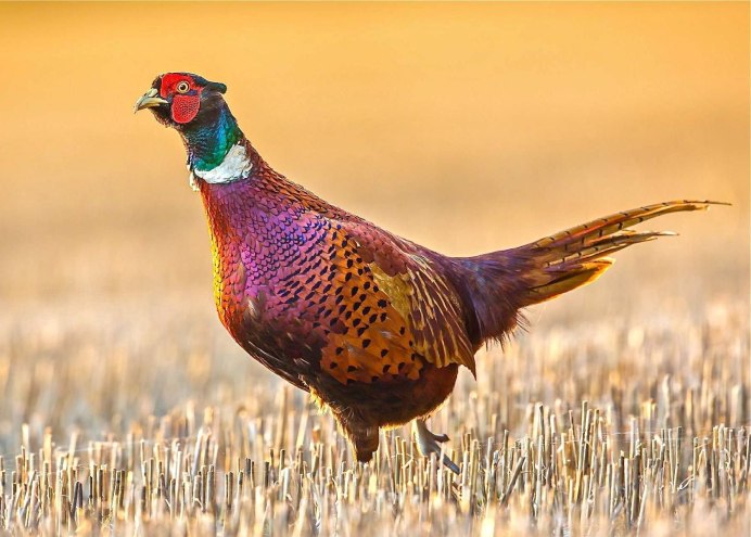 Северокавказский фазан