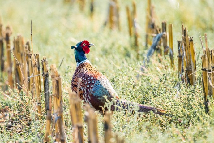 Фазан леди Амхерст