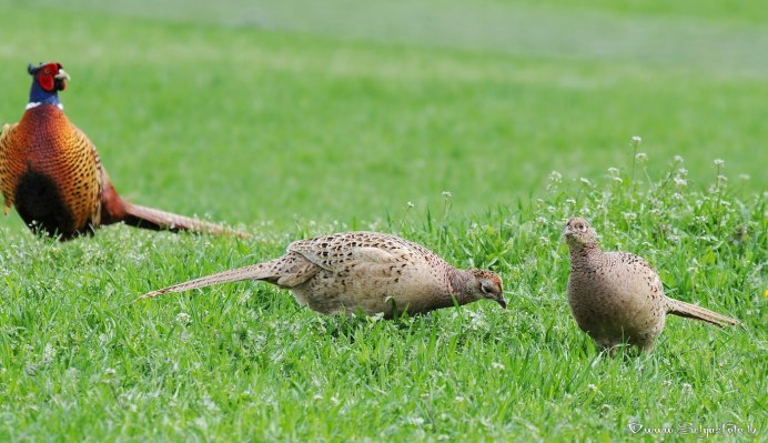 Борнейский павлиний фазан