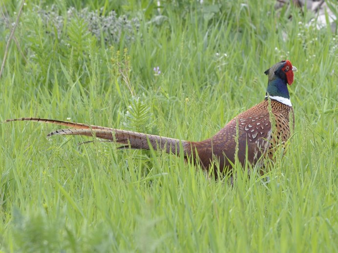 Фазан Глебовка