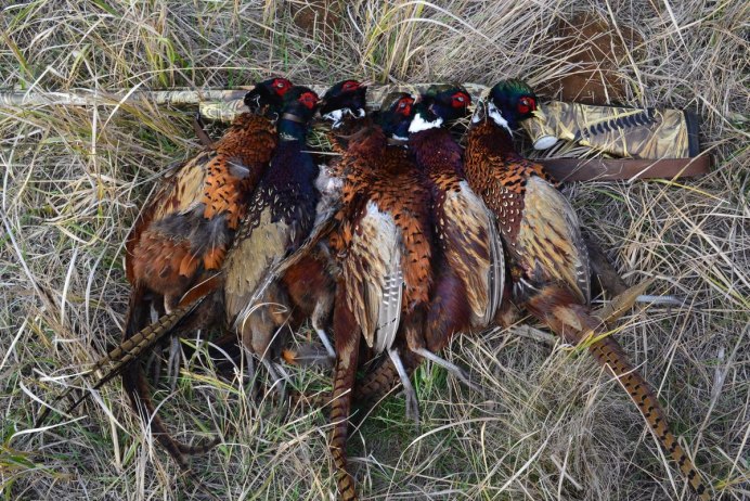 Белоухий фазан