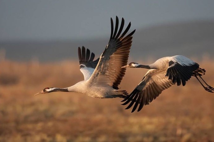 Серый журавль полет