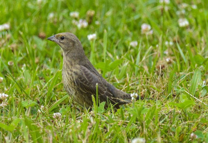 Воловья птица самка