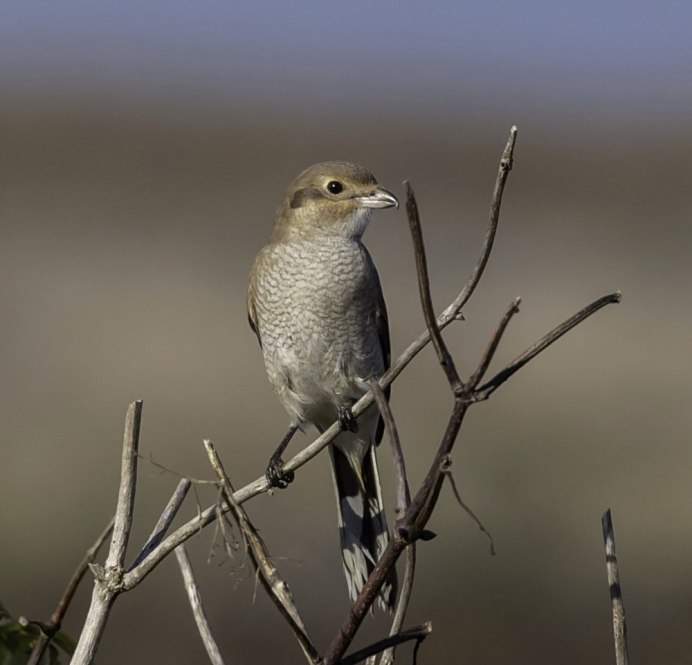 Журавль-красавка брачные танцы