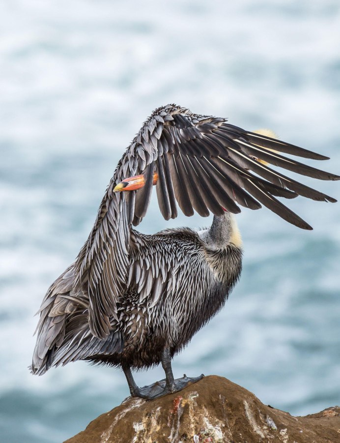 Уссурийский журавль