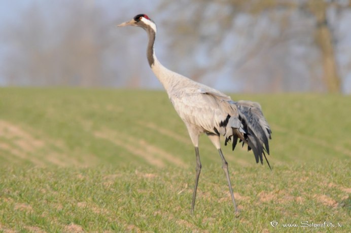 Маньчжурский журавль Идентити