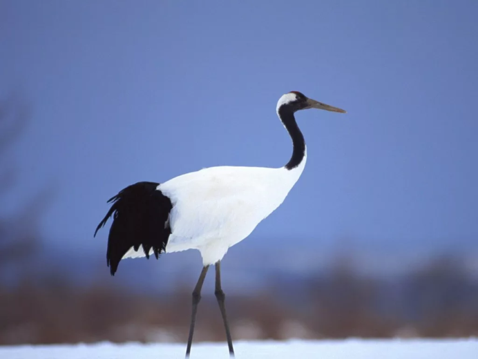 Белый Аист птица