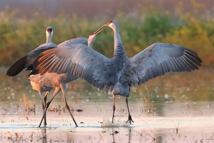 Журавль птица 2020 года в России Союз охраны птиц России