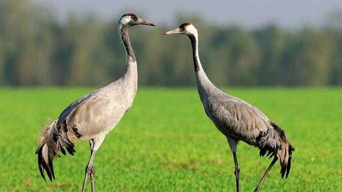 Серый журавль на болоте