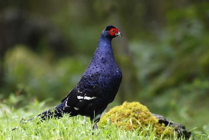 Клин журавлей рисунок