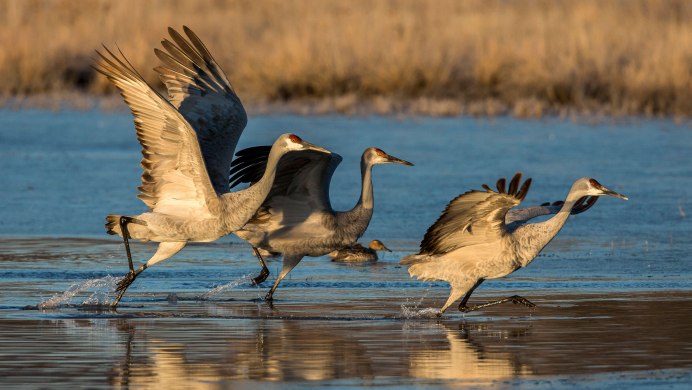 Национальное Одюбоновское общество