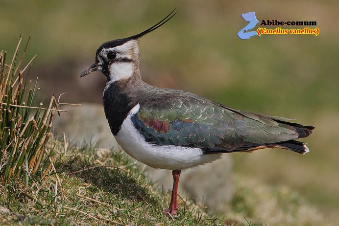 Маленькая хищная птица серого цвета с маленьким клювом