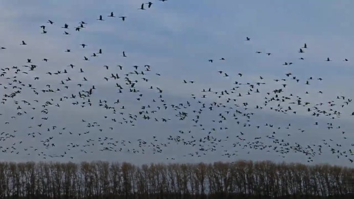 Тысяча птиц