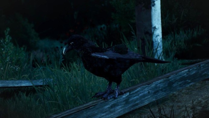 Серый журавль птенец