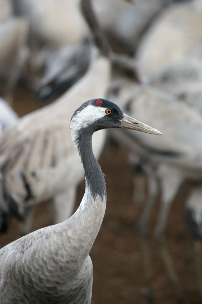 Перелетные птицы серый журавль