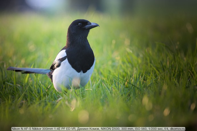 Черноголовая голубая Сойка