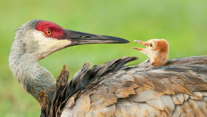 Тетерев-Косач (Lyrurus Tetrix)