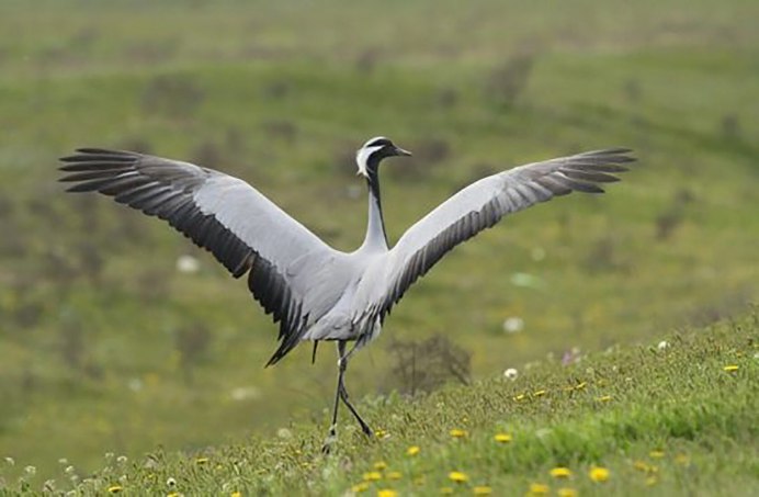 Журавль красавка