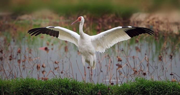Красавка журавль-красавка