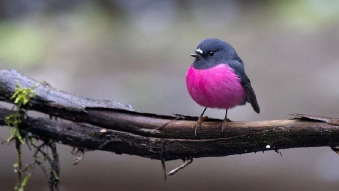 Орел парит мультик