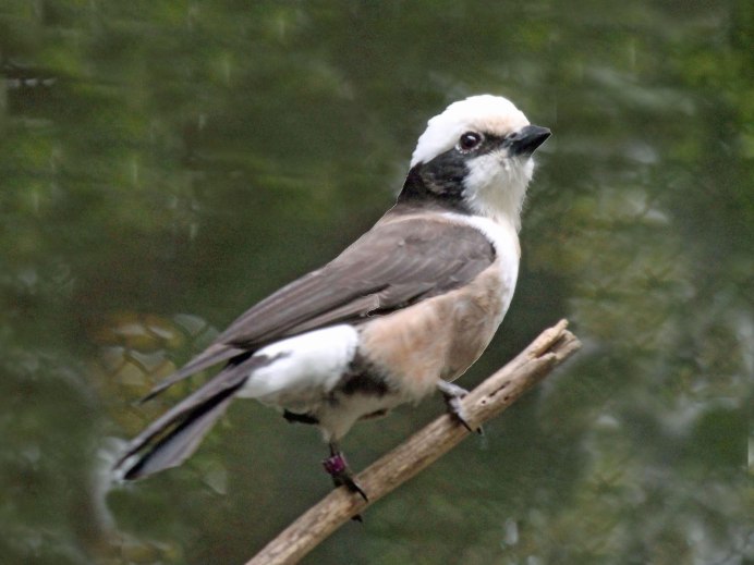 Журавль красавка