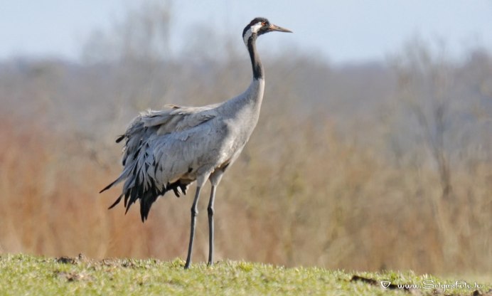 Американский бурый Пеликан