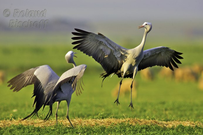 Птицы донецкого края