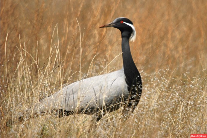 Сибирский белый журавль Стерх