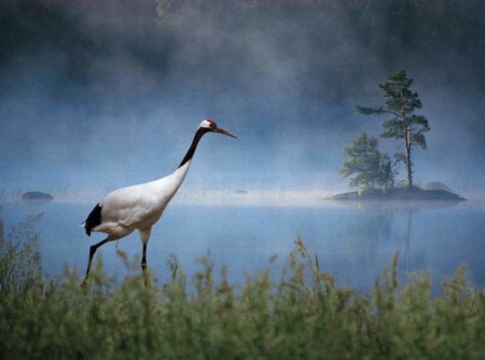 Пигалица кузнец
