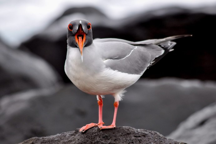 Кулик Чибис