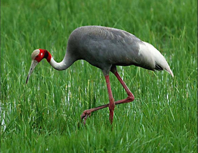 Дрозд Странствующий ред