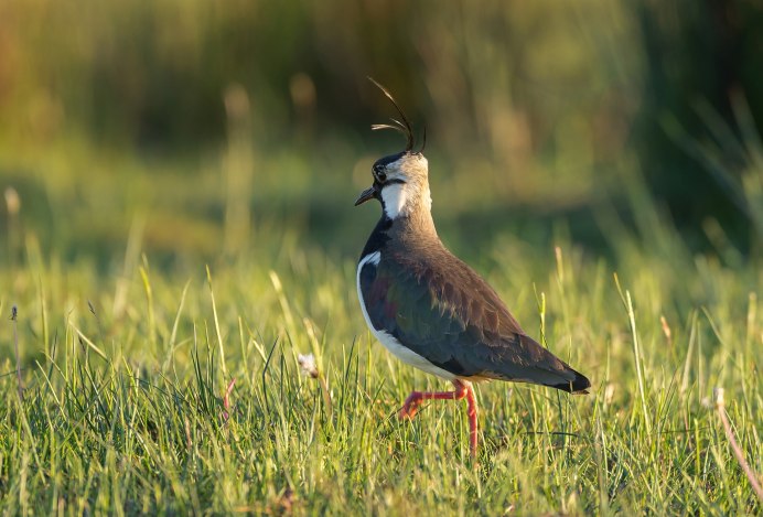 Птица секретарь в саванне
