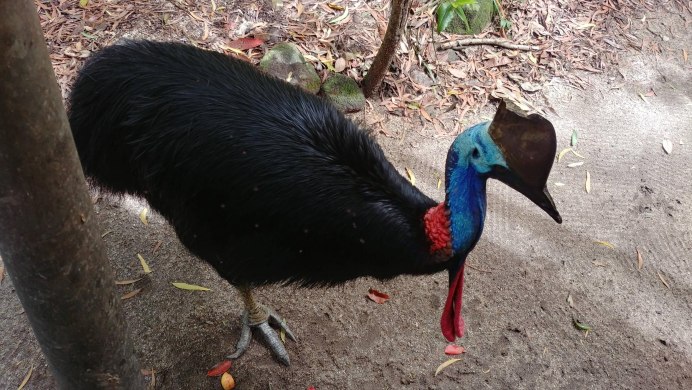 Обыкновенная горихвостка