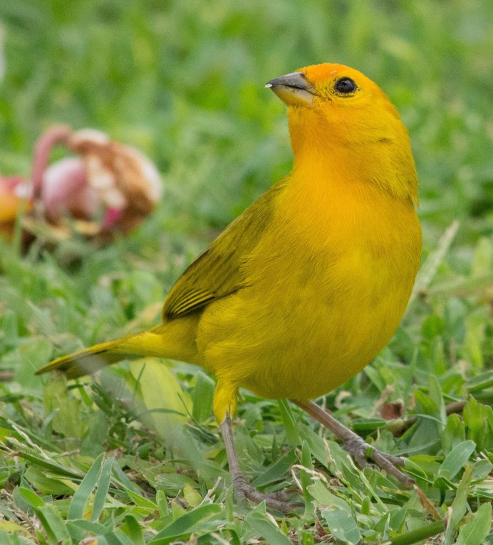 Yellow Warbler птица