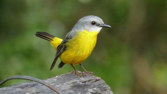Prothonotary Warbler