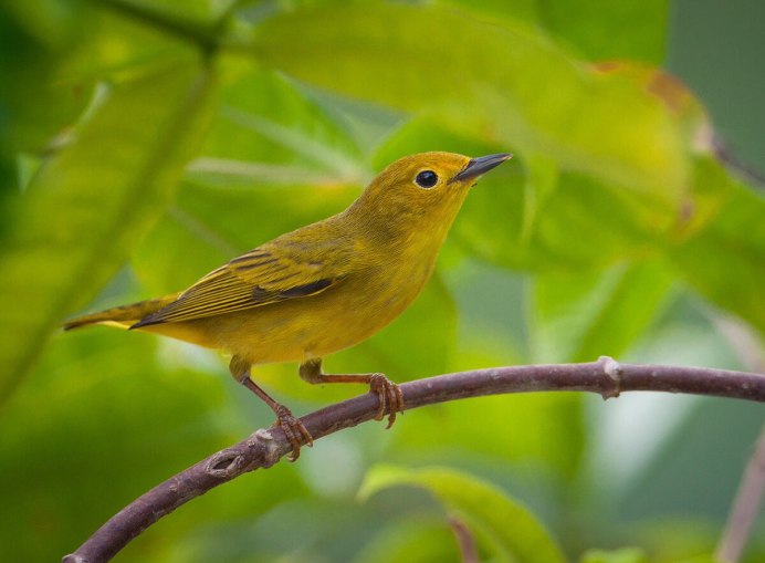 Green Warbler птица