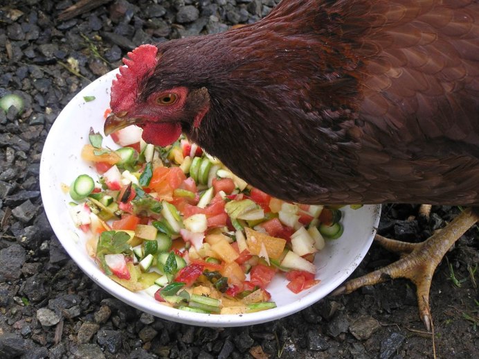 Петух кушать